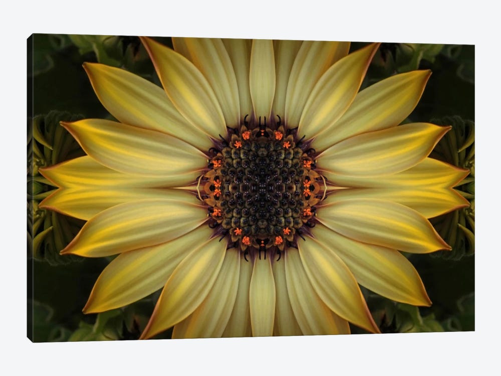 Cape Daisy Sun Star by Alyson Fennell 1-piece Canvas Artwork