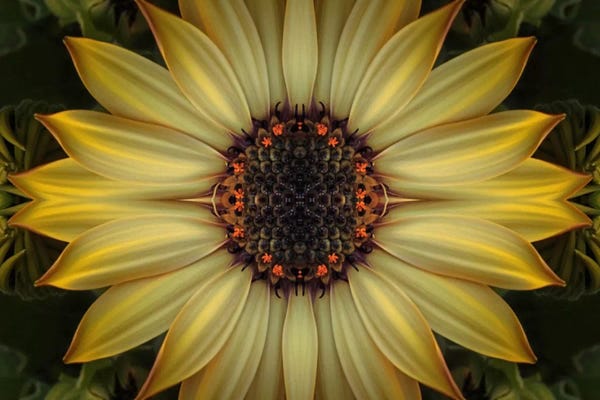 Daisies: Cape Daisy Sun Star by Alyson Fennell