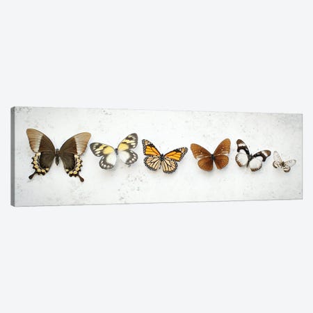 Dancing Brown Butterflies Canvas Print #FEN150} by Alyson Fennell Canvas Print