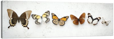 Dancing Brown Butterflies Canvas Art Print - Monarch Butterflies
