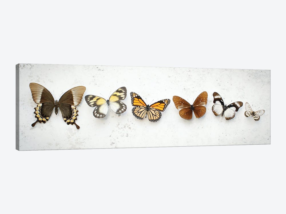 Dancing Brown Butterflies by Alyson Fennell 1-piece Art Print