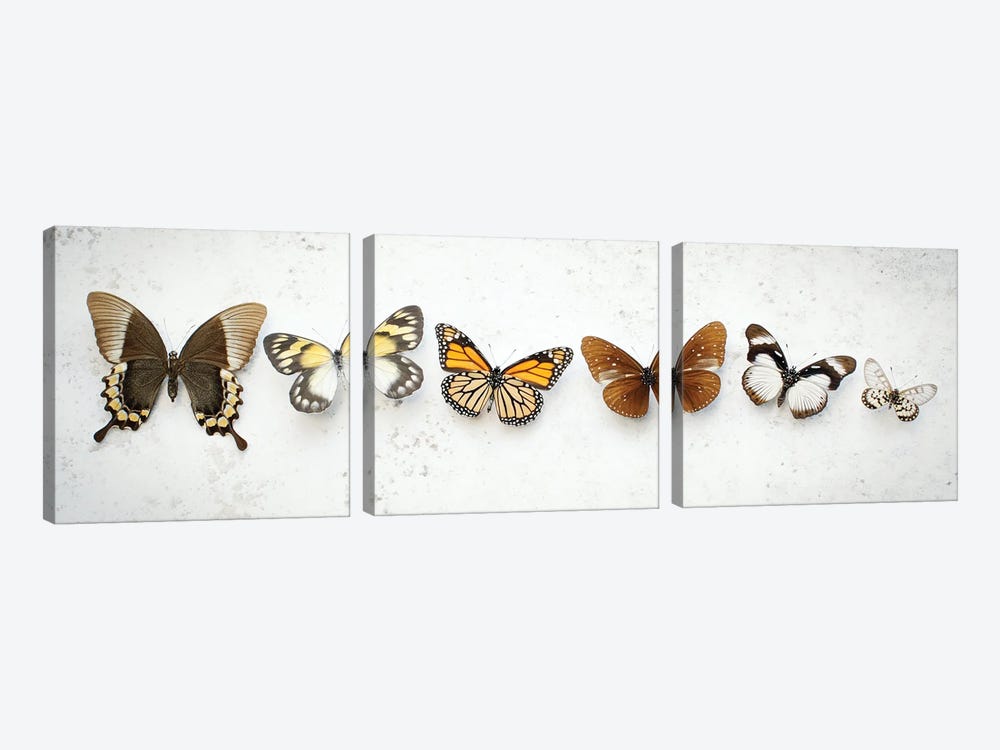 Dancing Brown Butterflies by Alyson Fennell 3-piece Art Print