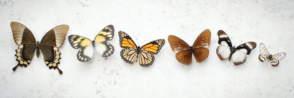 Alyson Fennell: Dancing Brown Butterflies by Alyson Fennell