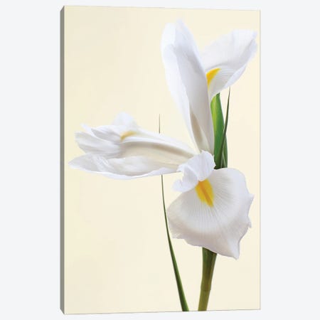 White Iris Flower Canvas Print #FEN151} by Alyson Fennell Art Print