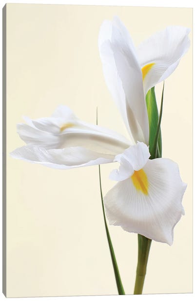 White Iris Flower Canvas Art Print - Alyson Fennell