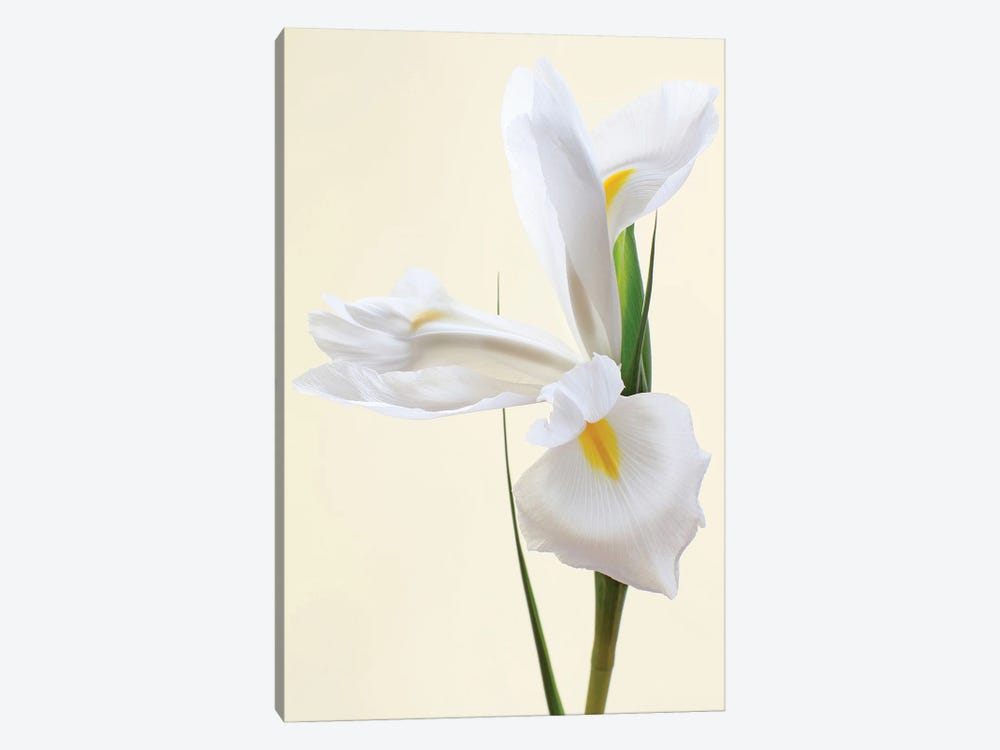 White Iris Flower by Alyson Fennell 1-piece Canvas Art