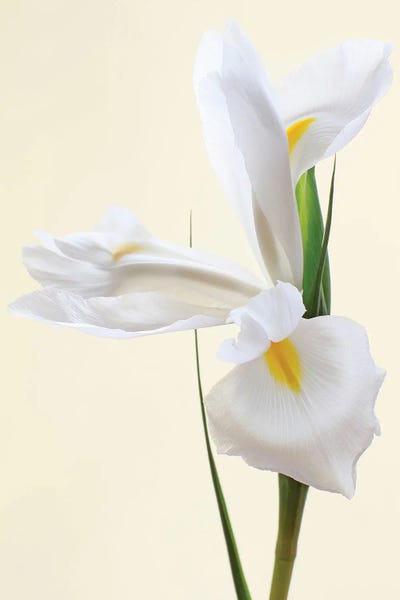 Irises: White Iris Flower by Alyson Fennell