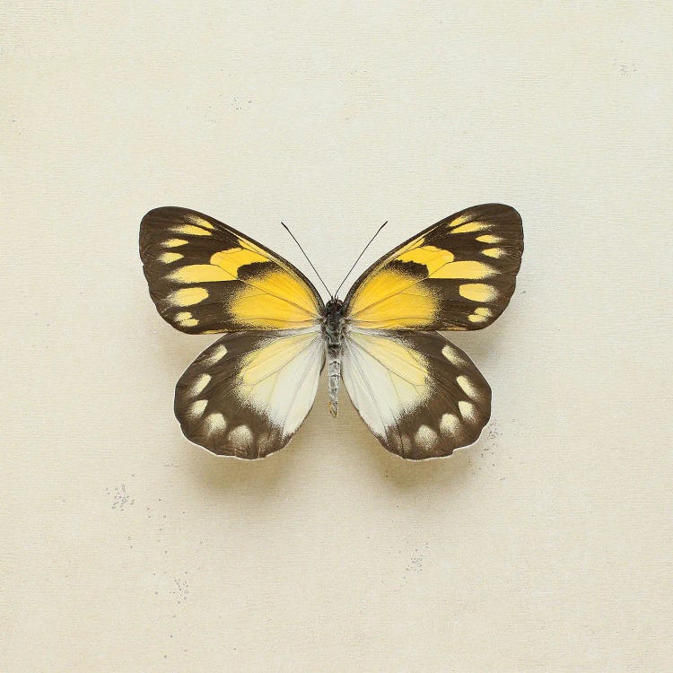 Golden Delia Butterfly