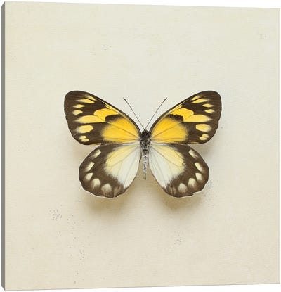 Golden Delia Butterfly Canvas Art Print - Alyson Fennell