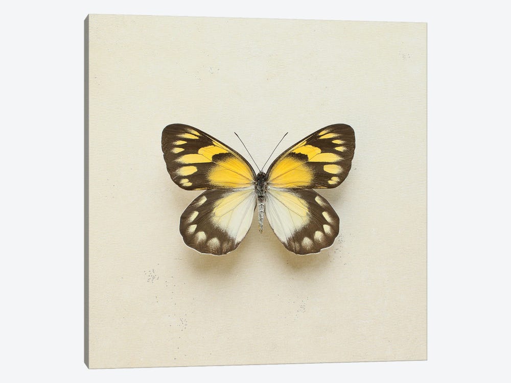 Golden Delia Butterfly by Alyson Fennell 1-piece Canvas Print