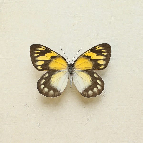Golden Delia Butterfly