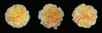 Yellow Rose Triptych by Alyson Fennell canvas print