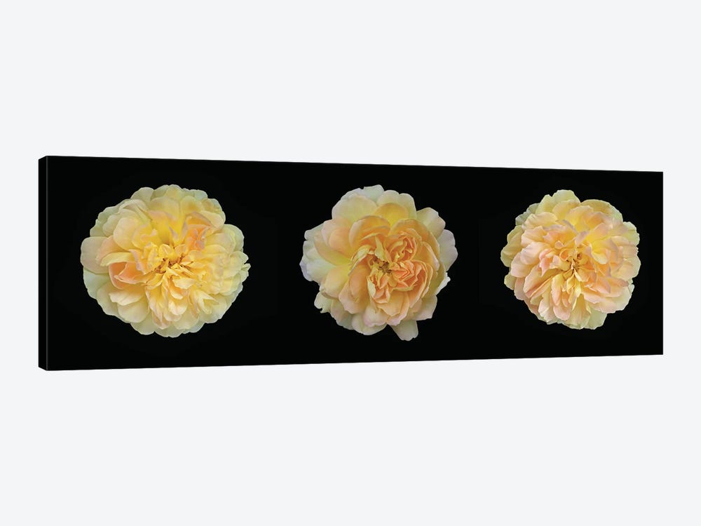Yellow Rose Triptych by Alyson Fennell 1-piece Canvas Art