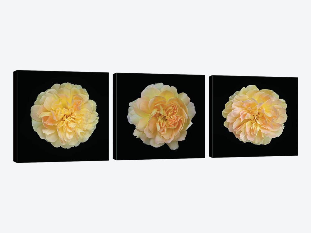 Yellow Rose Triptych by Alyson Fennell 3-piece Canvas Wall Art