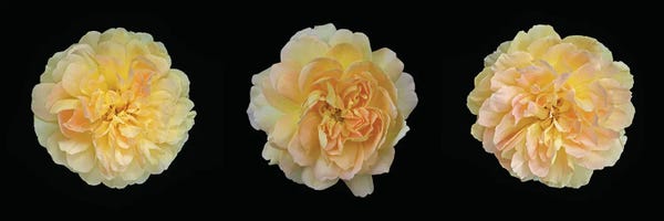 Alyson Fennell: Yellow Rose Triptych by Alyson Fennell