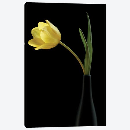 Yellow Tulip In A Black Vase Canvas Print #FEN154} by Alyson Fennell Canvas Artwork