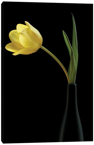 Yellow Tulip In A Black Vase Canvas Art Print - Still Life Photography
