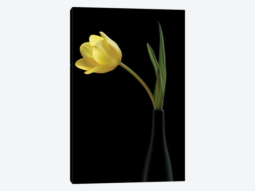 Yellow Tulip In A Black Vase by Alyson Fennell 1-piece Art Print