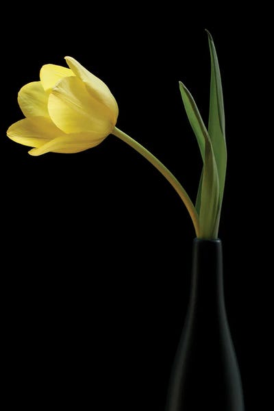 Tulips: Yellow Tulip In A Black Vase by Alyson Fennell