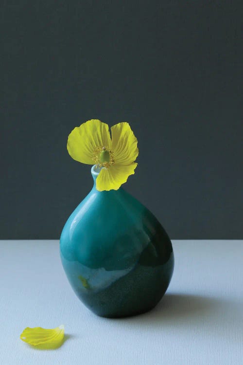 Yellow Welsh Poppy Still Life by Alyson Fennell wall art