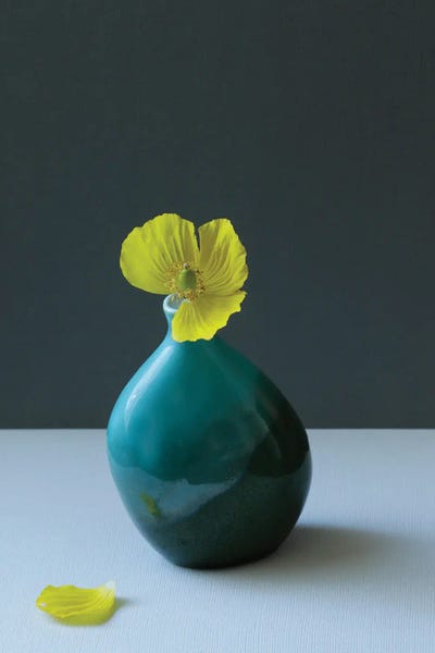 Alyson Fennell: Yellow Welsh Poppy Still Life by Alyson Fennell