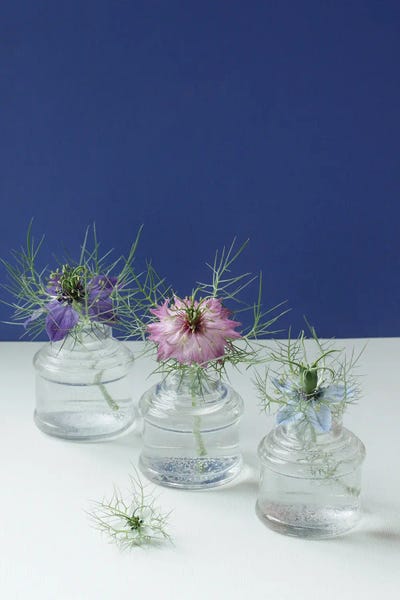 Alyson Fennell: Nigella Flowers Still Life by Alyson Fennell