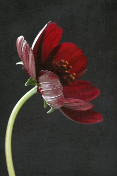 Cosmos: Chocolate Cosmos Flower I by Alyson Fennell