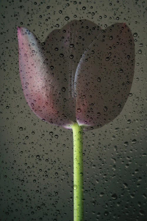 Black Tulip and Raindrops