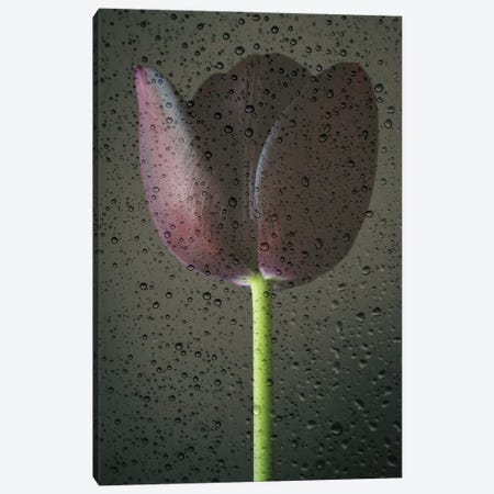 Black Tulip and Raindrops Canvas Print #FEN160} by Alyson Fennell Canvas Wall Art