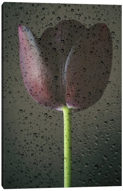 Black Tulip and Raindrops Canvas Art Print - Alyson Fennell