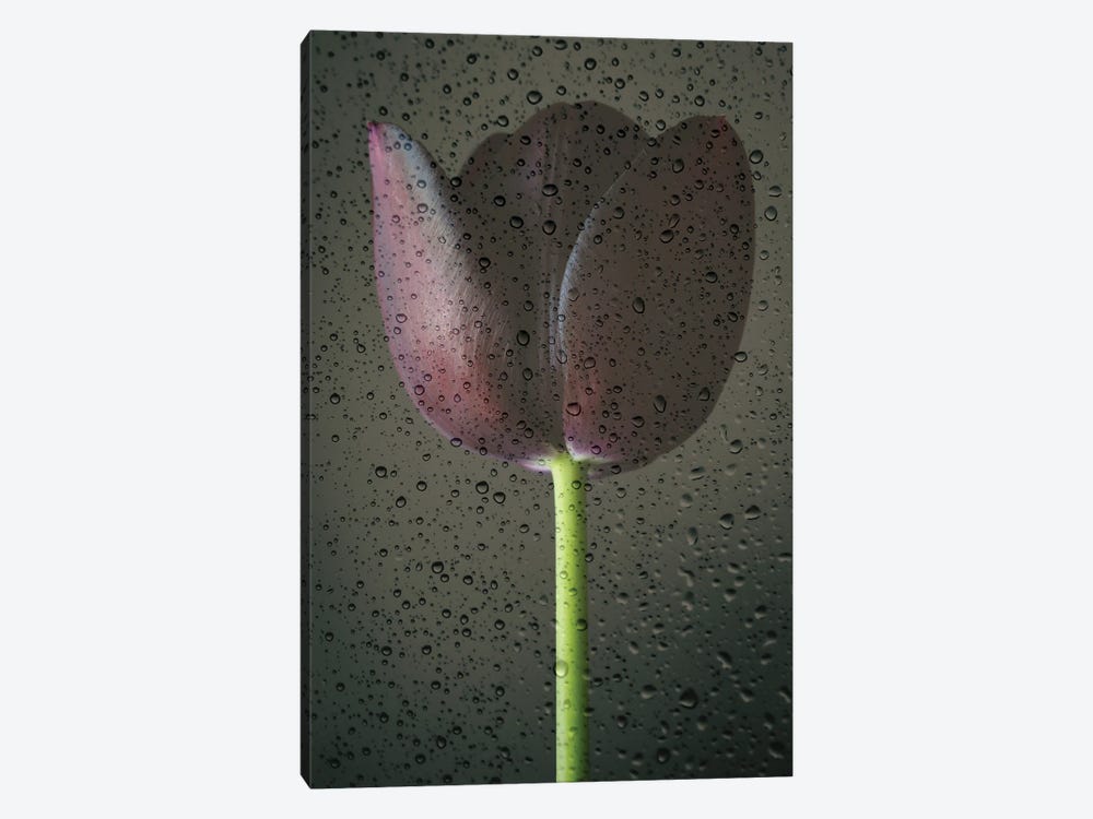 Black Tulip and Raindrops by Alyson Fennell 1-piece Canvas Wall Art