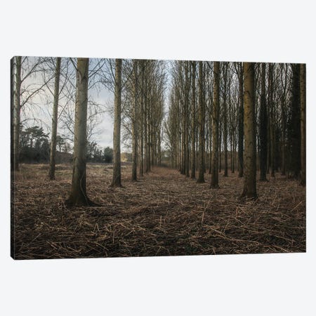 Winter Avenue of Trees Canvas Print #FEN161} by Alyson Fennell Canvas Art