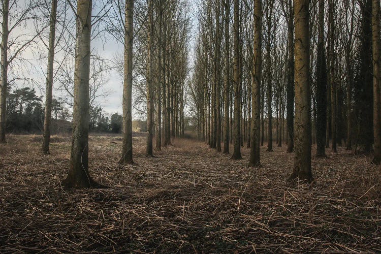 Winter Avenue of Trees