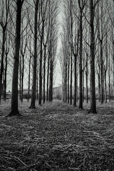 Tall Winter Trees by Alyson Fennell acrylic art print