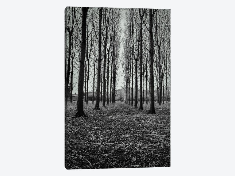 Tall Winter Trees by Alyson Fennell 1-piece Canvas Wall Art