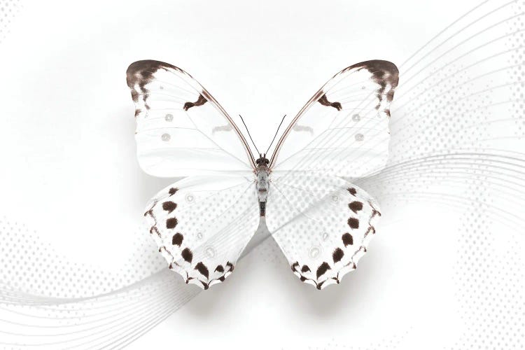 White Morpho Butterfly Swirl