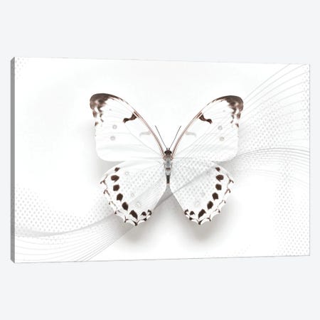 White Morpho Butterfly Swirl Canvas Print #FEN163} by Alyson Fennell Canvas Wall Art