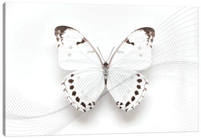White Morpho Butterfly Swirl Canvas Art Print - Alyson Fennell