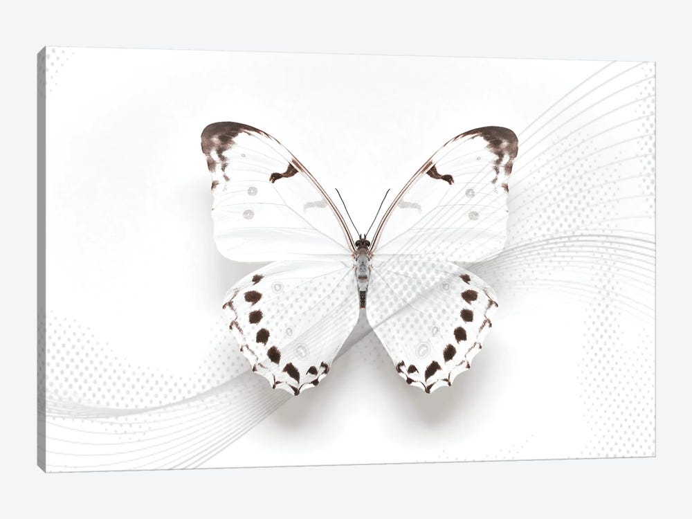 White Morpho Butterfly Swirl by Alyson Fennell 1-piece Canvas Print