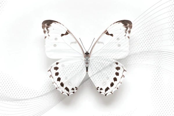 Alyson Fennell: White Morpho Butterfly Swirl by Alyson Fennell
