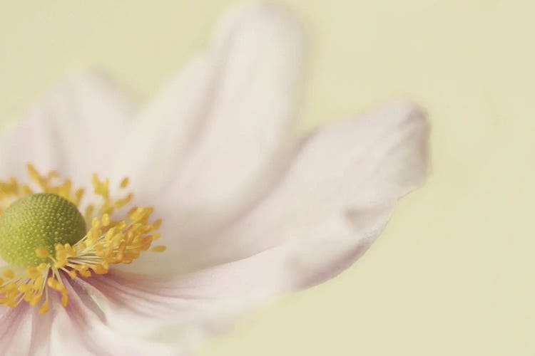 Japanese Anemone by Alyson Fennell wall art