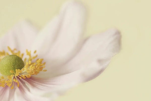 Anemones: Japanese Anemone by Alyson Fennell