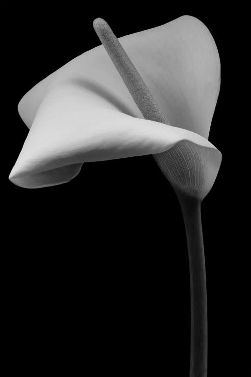 Arum Lily Flower by Alyson Fennell wall art