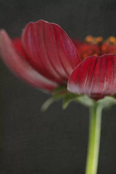 Cosmos: Chocolate Cosmos Flower II by Alyson Fennell