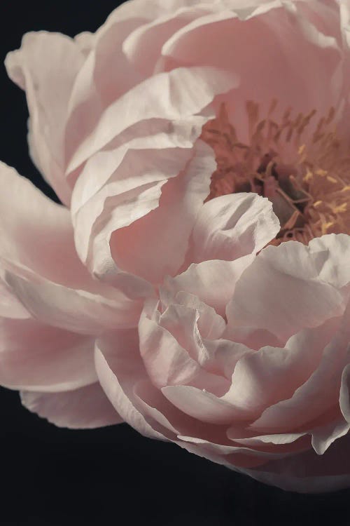 Coral Peony Flower by Alyson Fennell wall art