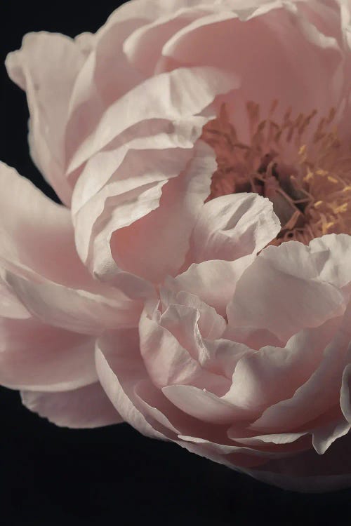 Pale Pink Peony Closeup by Alyson Fennell wall art