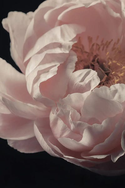Pale Pink Peony Closeup