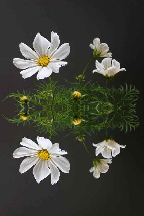 Cosmos Flower Reflection