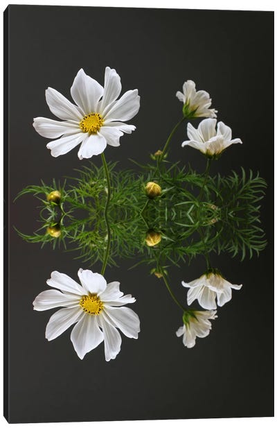 Cosmos Flower Reflection Canvas Art Print - Alyson Fennell