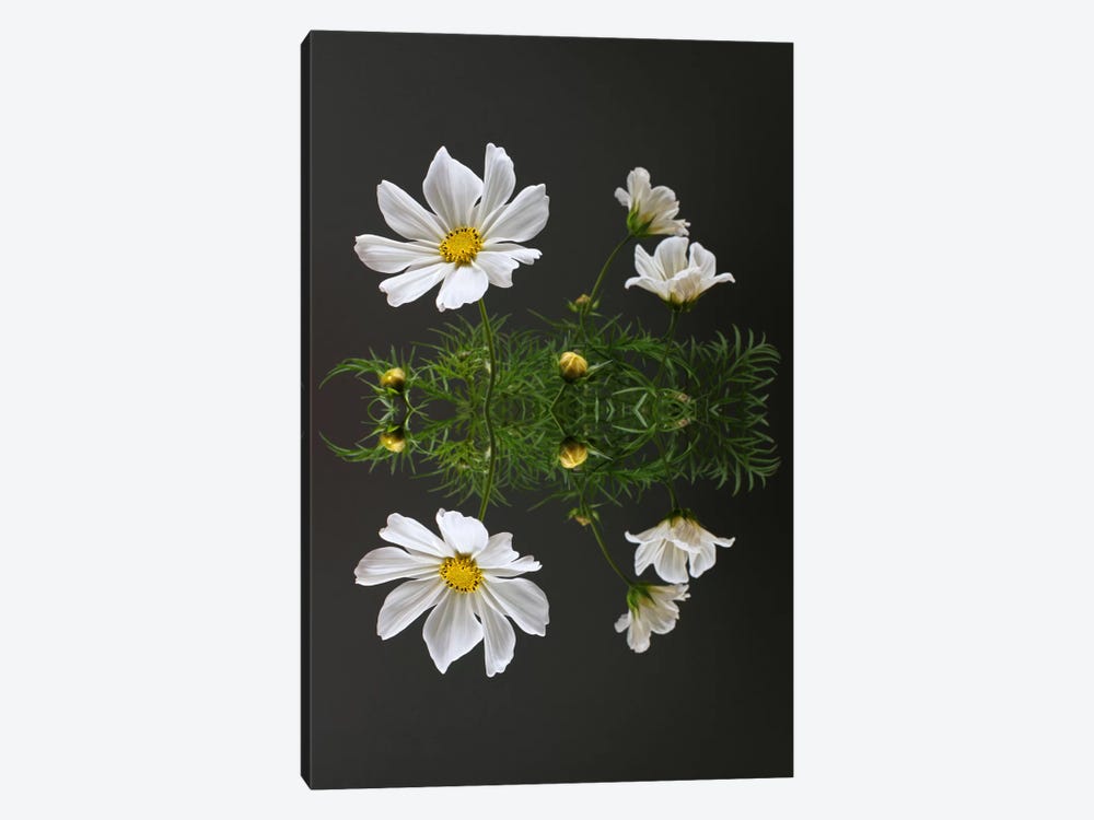 Cosmos Flower Reflection by Alyson Fennell 1-piece Canvas Wall Art
